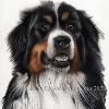 Dog portrait 484