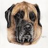 Dog portrait 383