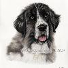 Dog portrait 510