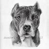 Dog portrait 415