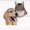 Dog & cat portrait 11