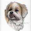 Dog portrait 164