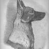 Dog portrait 11