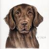 Dog portrait 306