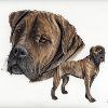 Dog portrait 144