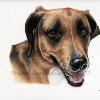 Dog portrait 456