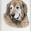 Dog portrait 63