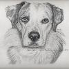 Dog portrait 45