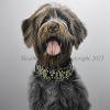 Dog portrait 539