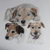 Dog portrait 541