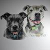 Dog portrait 555