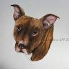 Dog portrait 558