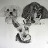 Dog portrait 567