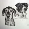 Dog portrait 568