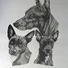 Dog portrait 577