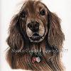 Dog portrait 552