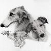 Dog portrait 535