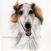 Dog portrait 528