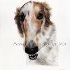 Dog portrait 530