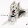 Dog portrait 536