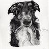 Dog portrait 529
