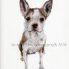 Dog portrait 561