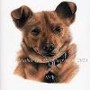 Dog portrait 557