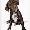Dog portrait 526