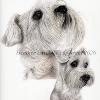 Dog portrait 564