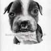 Dog portrait 566
