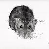 Rat portrait 1