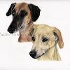 Dog portrait 537