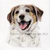 Dog portrait 547