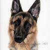 Dog portrait 549