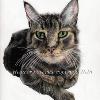 Cat portrait 32