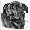 Dog portrait 553