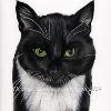 Cat portrait 27