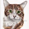 Cat portrait 31