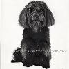 Dog portrait 523