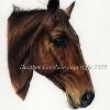 Horse portrait 6