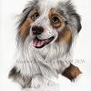 Dog portrait 562