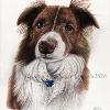 Dog portrait 571