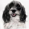 Dog portrait 572