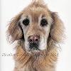 Dog portrait 545