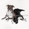 Dog portrait 563