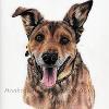 Dog portrait 570