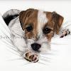 Dog portrait 542