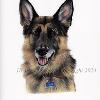 Dog portrait 521
