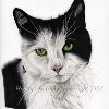 Cat portrait 30