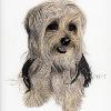 Dog portrait 548
